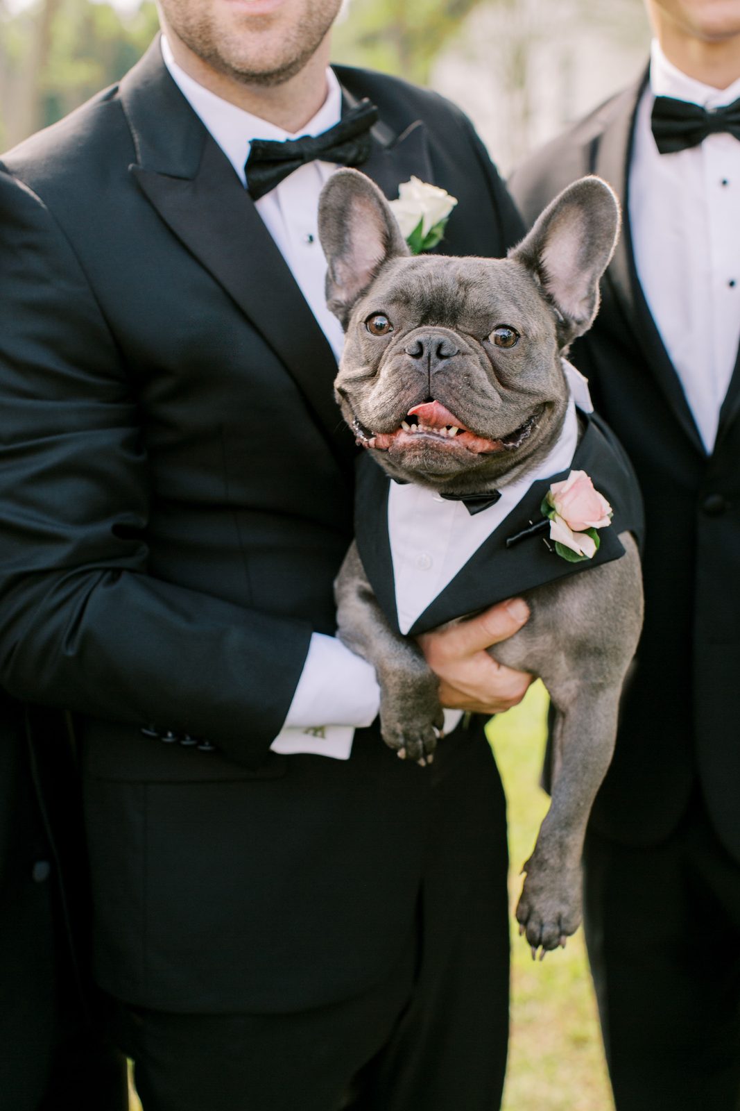 The couple's French bulldog dressed in a tiny tuxedo